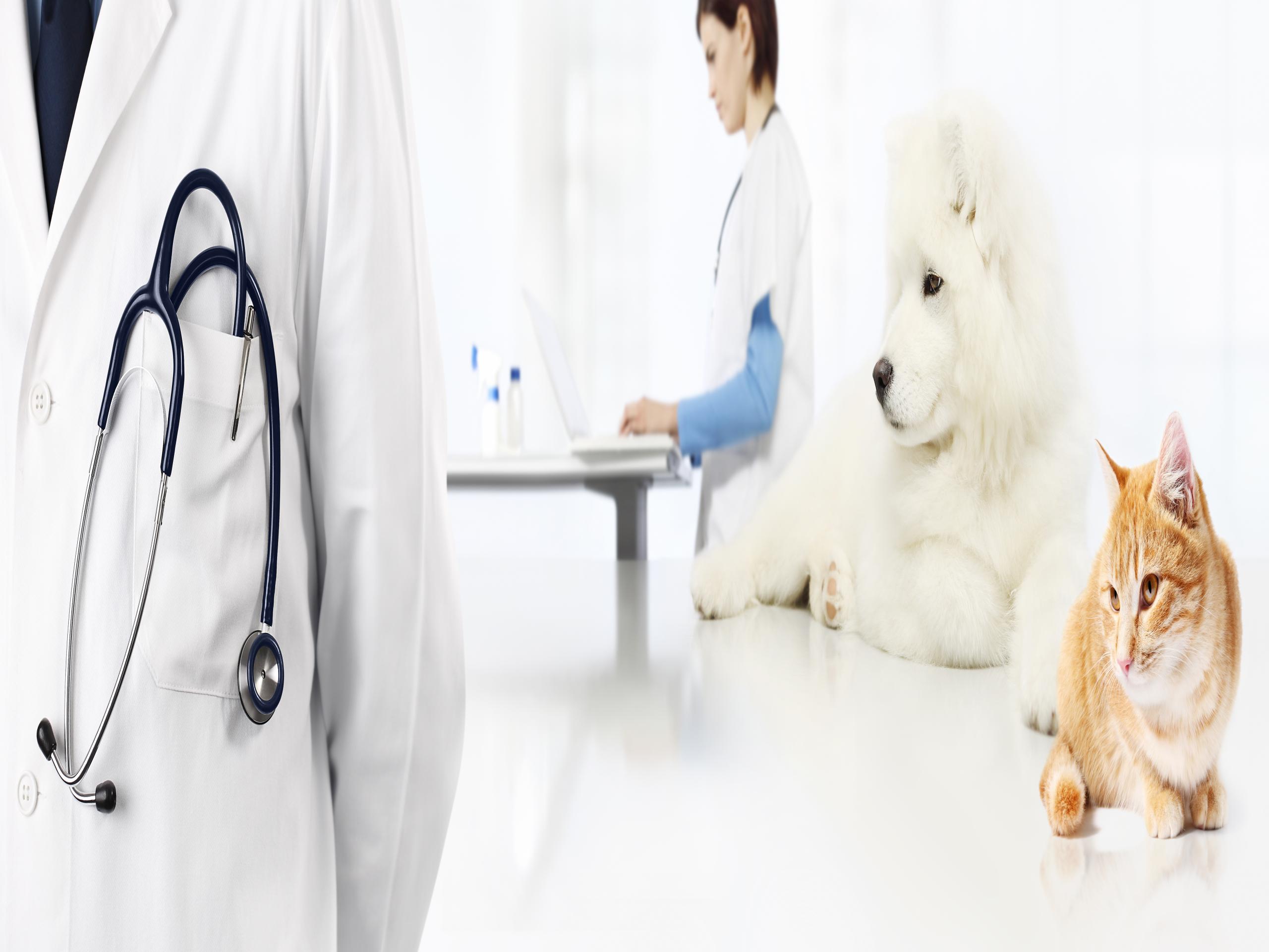 vet